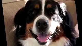 World Premiere Berner Nation song