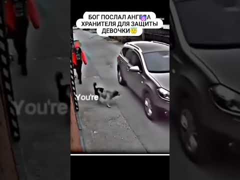 Собака спасла