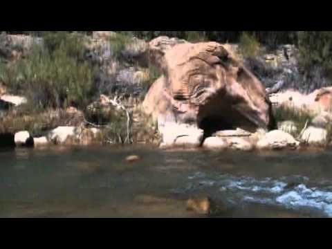 Oil Of Algae Could Fuel The Future | Video