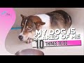 My Dog Is Scared of Me and 10 Things to Do About It