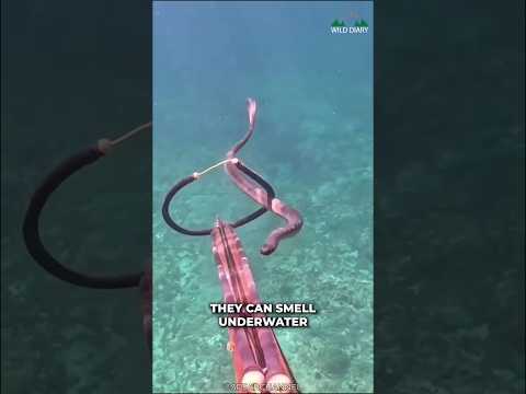 Sea Snakes Are Venomous Than Cobra