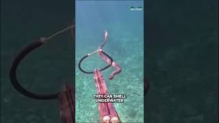 Download lagu Sea Snakes Are Venomous Than Cobra mp3 Download lagu Sea Snakes Are Venomous Than Cobra mp3