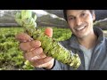 Ultimate Wasabi Guide 究極のワサビ 28