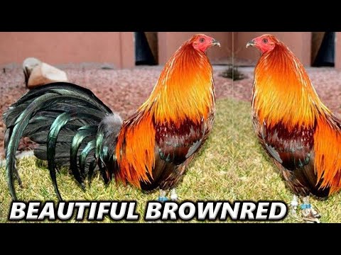 Larry Romero Sweater Brownred Jorge Farm Hawaii - Beautiful Birds Farm Visit