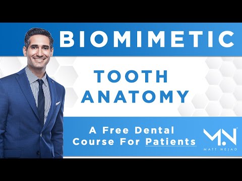 Biomimetic Dentistry | Lesson 1: Tooth Anatomy & the Biomimetic Approach