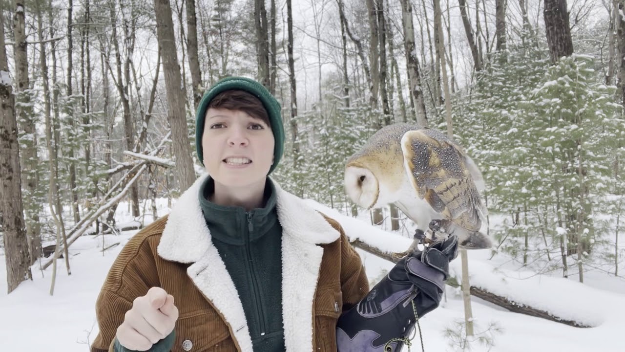 How Owls Survive in the Winter