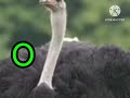 The Kids ABC S At The Zoo Part 5