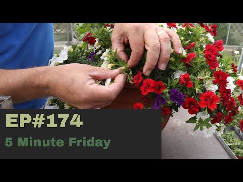 EP174 - How to deadhead annual bedding plants