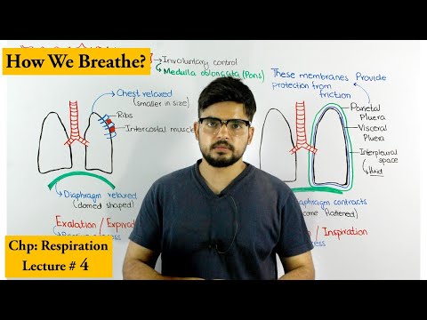Mechanism of breathing | Inhalation & Exhalation |
