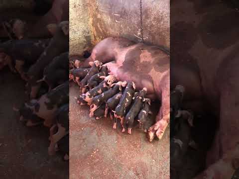 Granja gf suinos em Itapipoca Ce a máquina da suinocultura do nordeste 🚀🚀🚀🚀