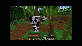 panda Love, a moment in time!