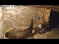 Long Horse Fart Scaring Miniatyre Horse
