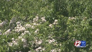 Meteorologists predict severe allergy season