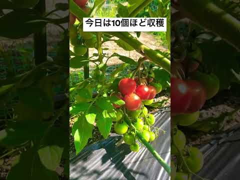  1つの植物からたくさんのトマトを得るにはどうすればよいですか？美しく豊かな収穫を楽しむための 5 つのシンプルだが効果的なヒント  庭園