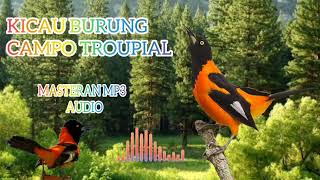 Download lagu CAMPO TROUPIAL GACOR MASTERAN MP3 JERNIH mp3