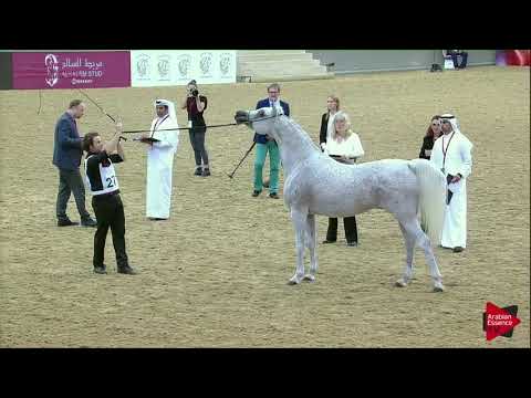 271  THAMAMAH AL SHAQAB - 21st Qatar National 2018