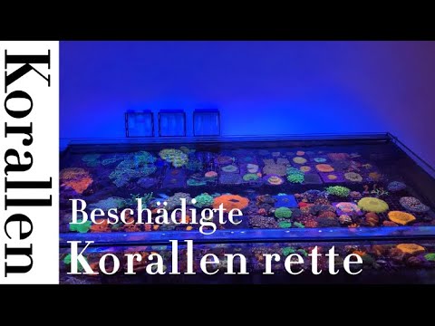 Beschädigte Korallen retten