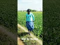 Bigil Bgm Senthil Comedy Coundamani