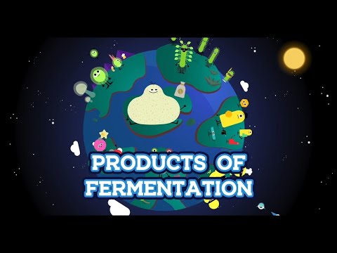 Discovering the products of fermentation – Bacteria
