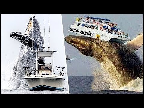Huge whales attack ships... Incredible! - 20 Largest Whales Caught on Video