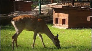 Реконструкція зоопарку: до нового помешкання заселилася олениця