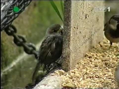 Zwierzęta Świata - Wróbel - Miejski Cwaniak - czytała Krystyna Czubówna - Berlin ZOO