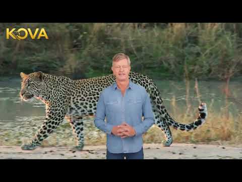 Introducing Kova - Wild Animals channel