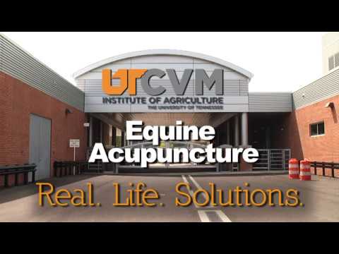 UTCVM EPRC  Equine Acupuncture Explained