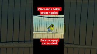 Download lagu pancingan pleci buxtoni ngalas #plecigacor mp3