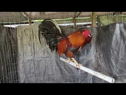 Cecil Davis Kelso/ 20k Kelso