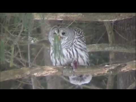Barred Owl eating Mouse.m4v