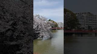 小田原城の桜