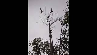 Download lagu pikat betet di hutan bangka Belitung mp3