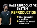 Male reproductive system Detailed Lecture | Class 12 Biology