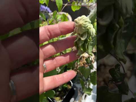  11月にはどんな挿し木をすればいいでしょうか？春のカラフルな庭のために切るすべての植物  庭園