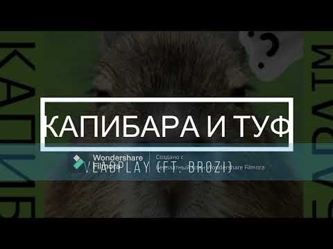 Песня про КАПИБАРУ и ТУФА - 1 часть