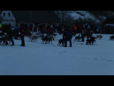 Závody psích střežení pod dohledem GPS jednotek ONI system