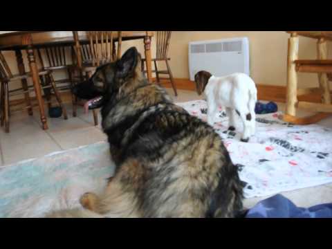 Pie and Capone kisses