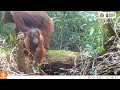 INDUK DAN ANAK ORANGUTAN TERTANGKAP CAMERA TRAP