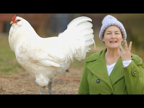 download lagu mp3 mp4 Types Of Chicken Meat, download lagu Types Of Chicken Meat gratis, unduh video klip Types Of Chicken Meat