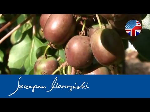 Actinidia KIWI BERRY - species, varieties, applications - Part 1