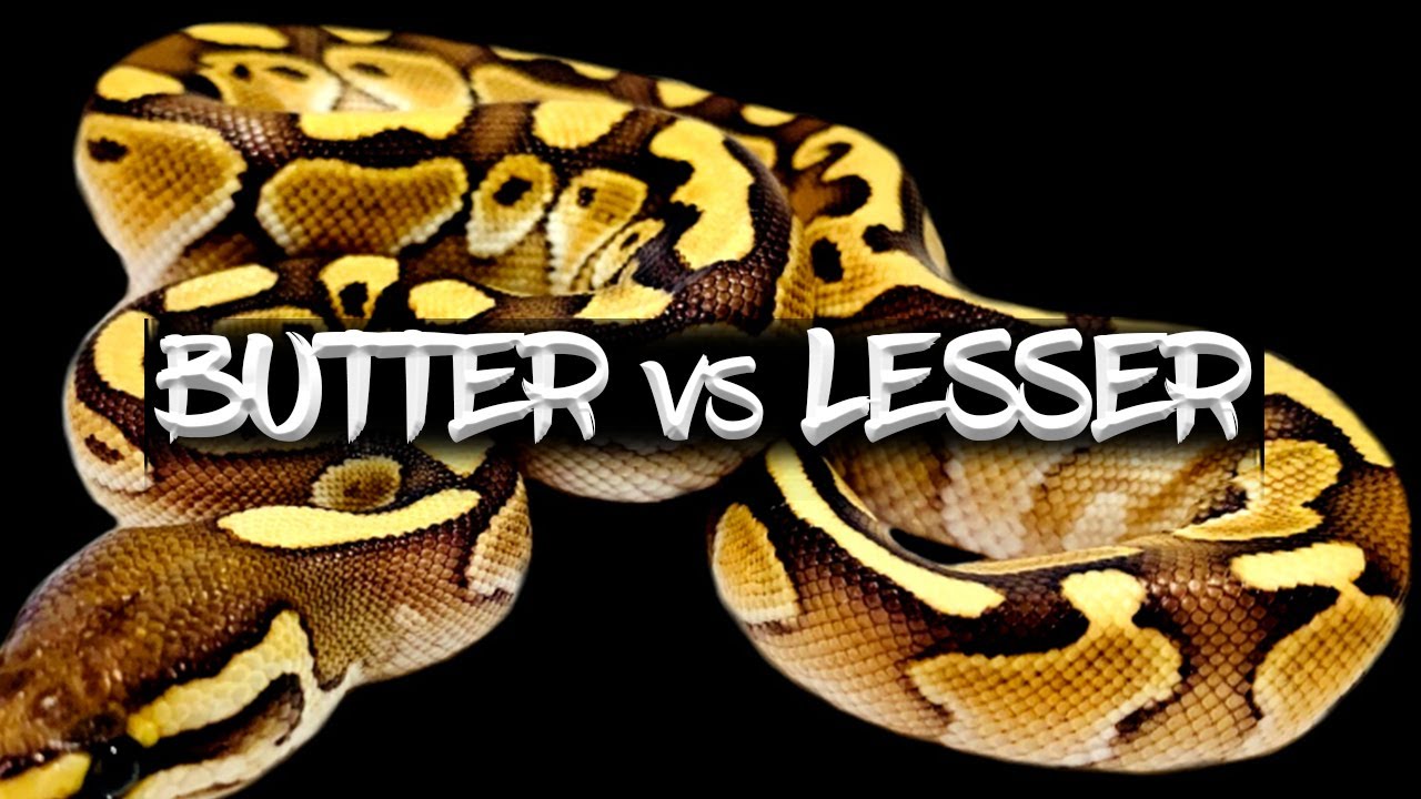 The 'Butter' vs the 'Lesser' Ball Python (Are They the Same?)