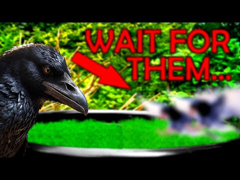 Crow surprised by unexpected visitors