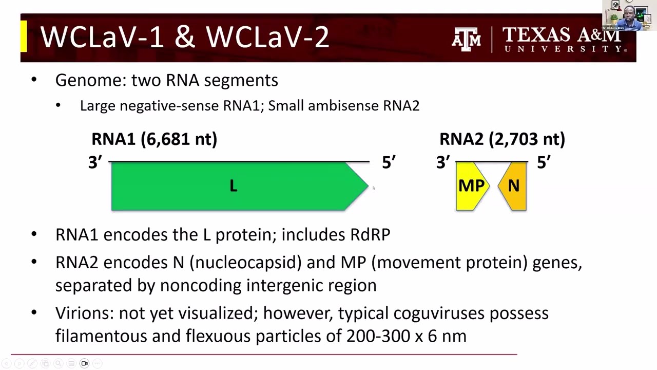 Watermelon crinkle leaf associated virus 1 and 2(WCrLaV-1, WCrLaV-2), EVCWG (2026)