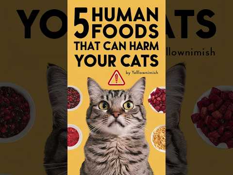 Cat food | Can cats get food poisoning #cat #cats #kitten @meowfelinemoments