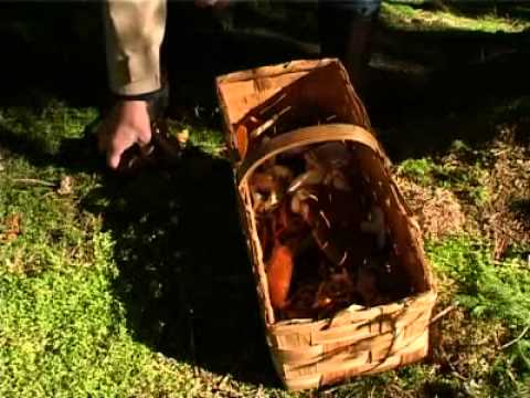 SVAMPEXPERTER: "Ät aldrig något om du inte är helt säker"