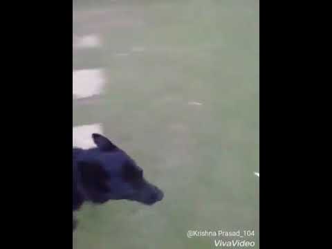 Krishna Prasad dogs training in UAE