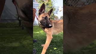 Video preview image #1 German Shepherd Dog-Unknown Mix Puppy For Sale in Pasadena, CA, USA