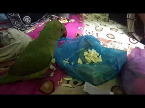 download lagu mp3 mp4 Can Parrots Eat Garlic, download lagu Can Parrots Eat Garlic gratis, unduh video klip Can Parrots Eat Garlic