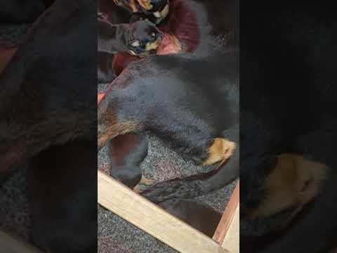 Dana vom Schwarzen  & Donner vom Illergries (Django vom Rottberg Sohn)